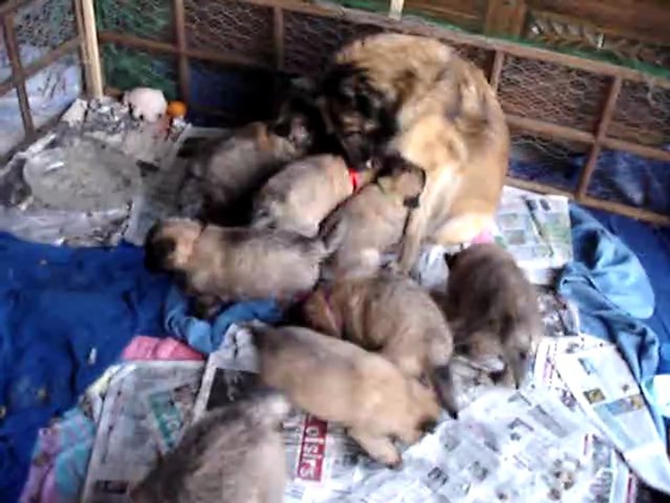 Dyxie - Cyrano et ses bébés 2012