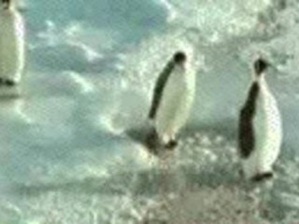 Pingouin martire