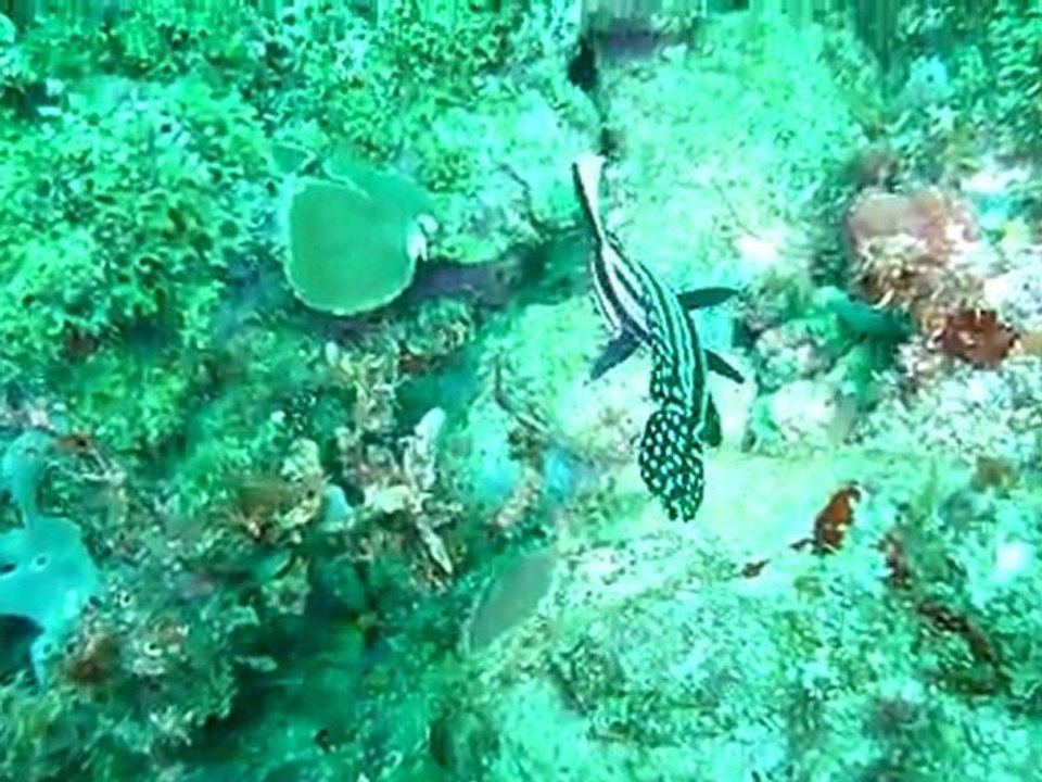 démo vidéo réalisée avec un APN TZ10