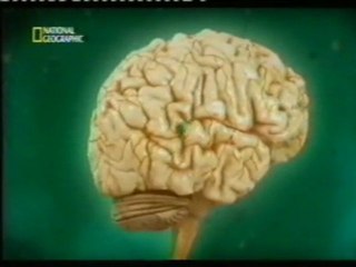 Giro fusiforme: Reconocimiento de caras