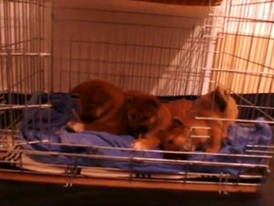 Une journée de chiot - Dégustation