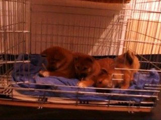 Une journée de chiot - Dégustation