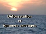 Ignames sauvages et déforestation à Tuléar (2008)