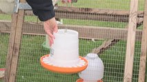 How To Utilize Chicken Feeders