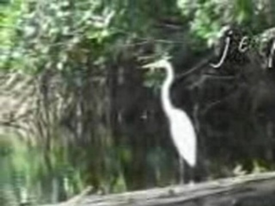 je  protege mes  petits