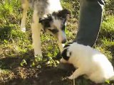 Elevage des Tourelles - La fille de Léa Border Collie très intéressée par les matières !