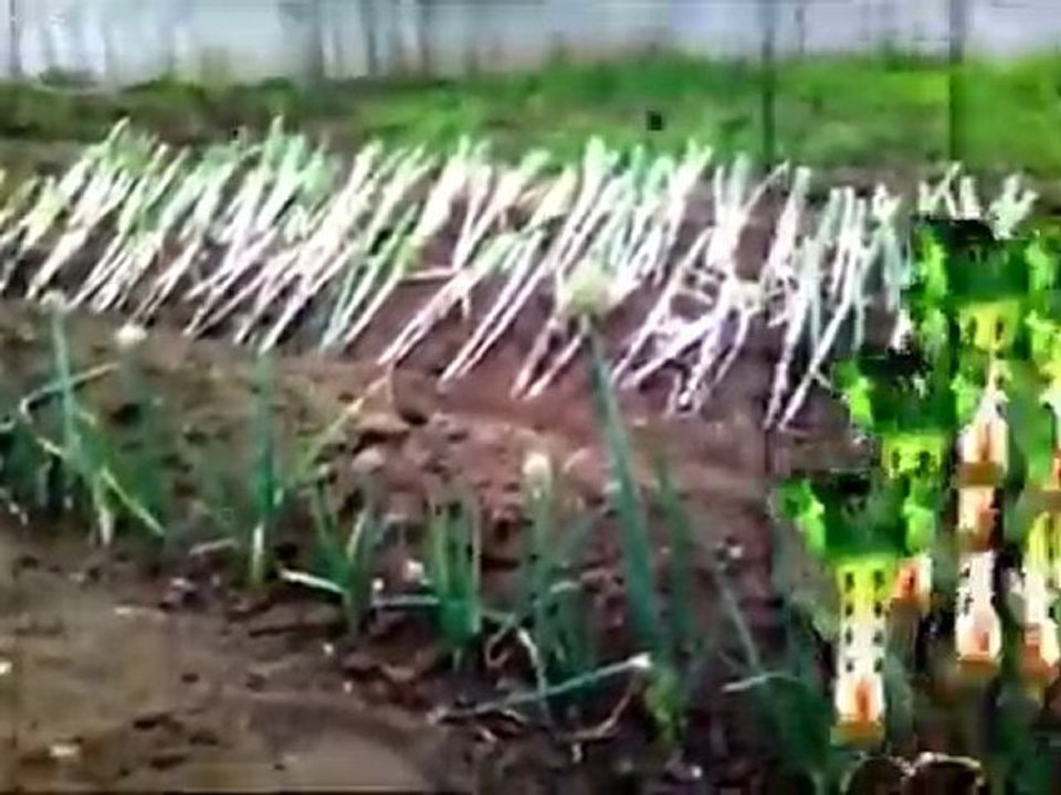 初音ミクがネギをしゃぶるだけ