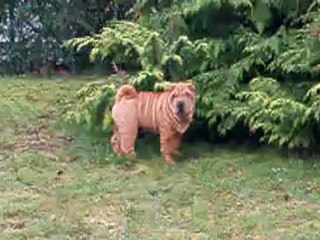 GREAT KISS FROM RUSSIA DES MING WAY