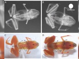 World's smallest frog discovered