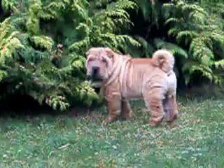 GOLDFINGER DES MING WAY