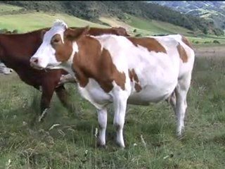 1_MONTBELLIARDE Enero 13 de 2012