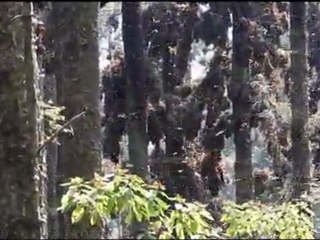 papillons