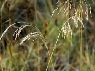 Grasses at the Lake, September 2011