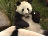 Yao Ming Releases Pandas into Sichuan Reserve