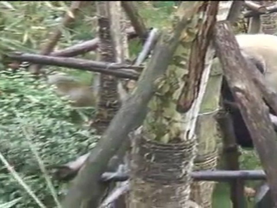 Yao Ming acompaña a seis pandas gigantes a su hábitat.