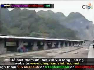 Cách ủ men vi sinh NN1 - hướng dẫn sử dụng men vi sinh NN1 cho heo, lợn, gà, vịt ... phần 5