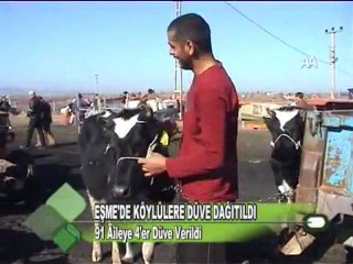 EŞME'DE KÖYLÜLERE DÜVE DAĞITILDI 13.01.2012