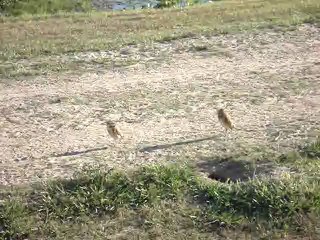 Chouettes VENEZUELA los Llanos - Nov 2009