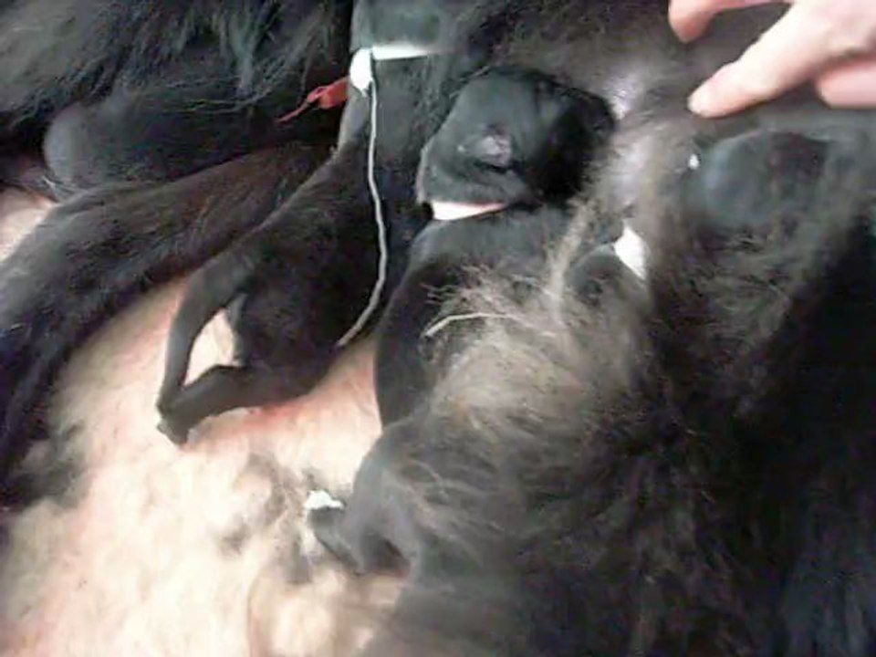 13 janvier 2012 : tétée Hadale (femelle rose)