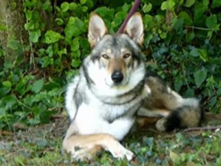 34911730 mp4 h264 aac ld 8min