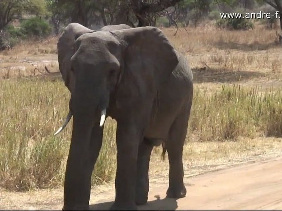 Tarangire Nationalpark - Tanzania