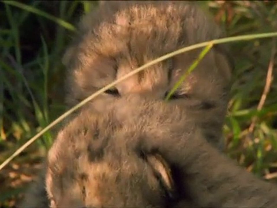 Felins : Extrait Guépard