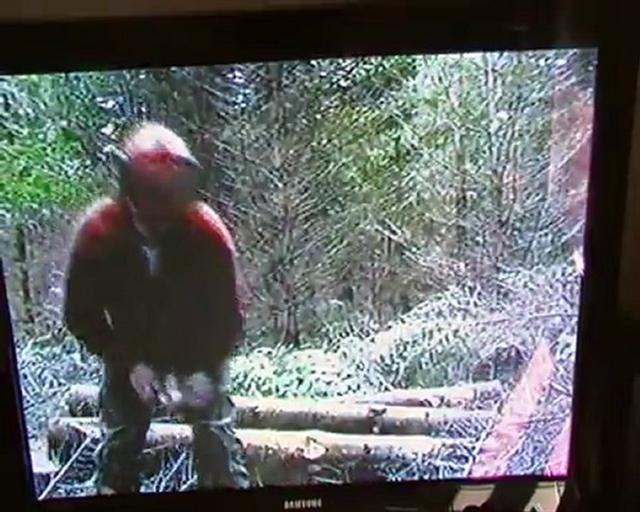 hommes des bois