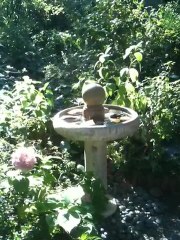 Bettys New Fountain Pump