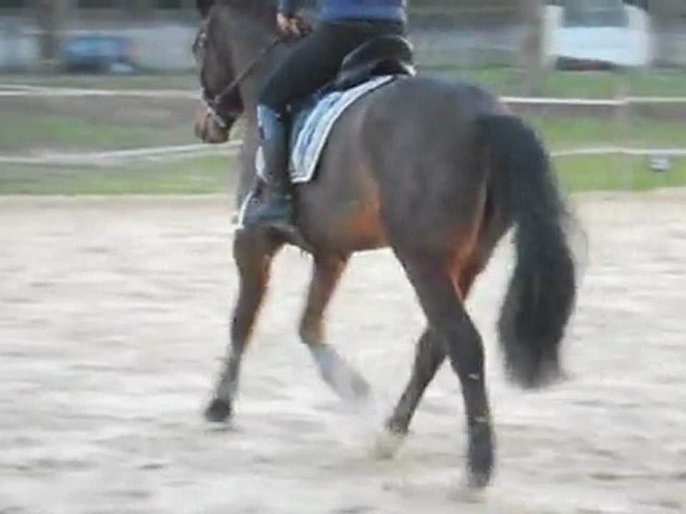Le 13.01.12- Sim&Gwen dressage