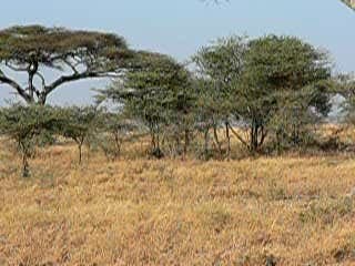 tanzanie-serengeti-safari-buffles