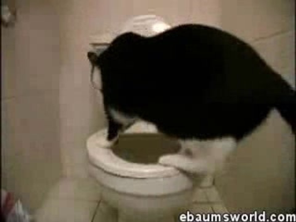 Cat-poop