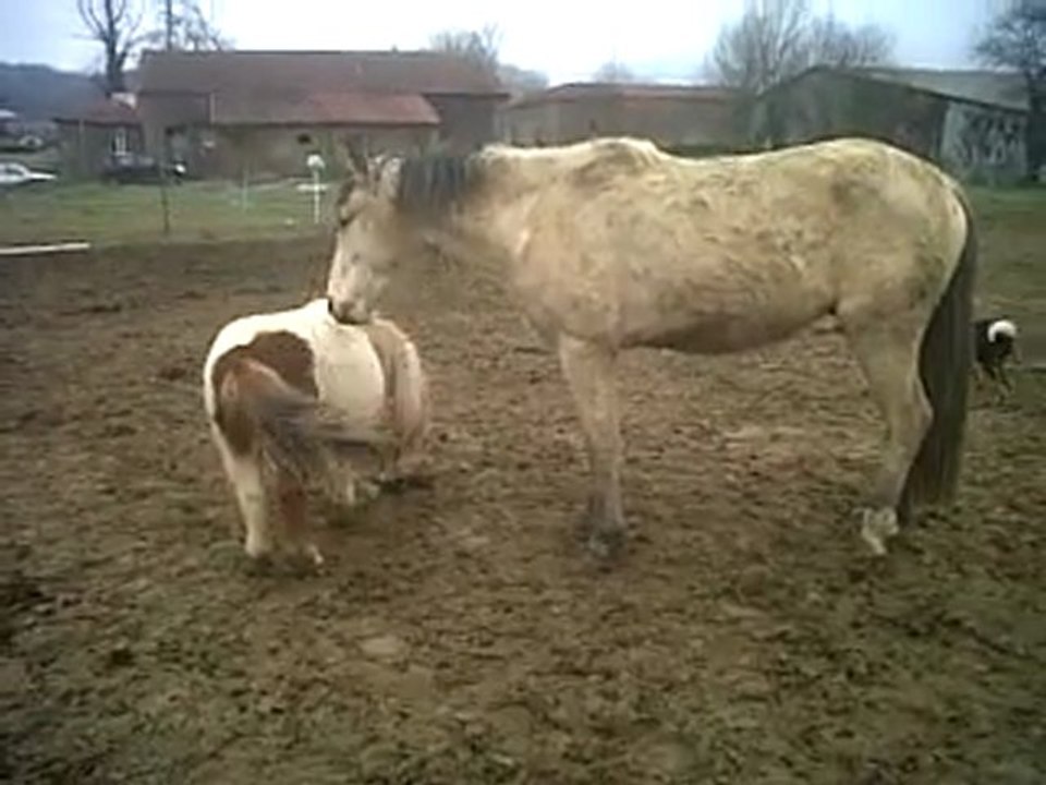 Mes poneys sont fous.