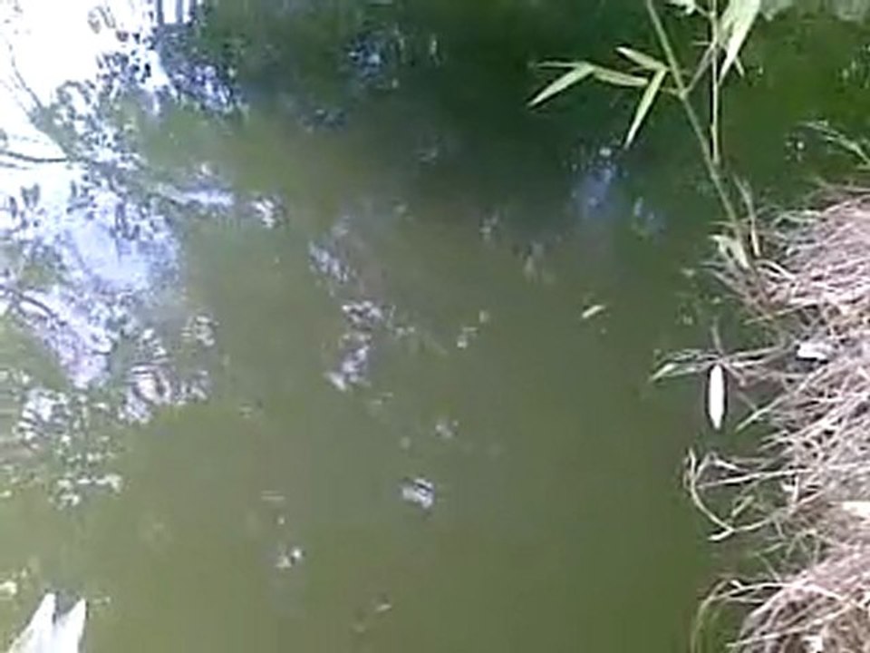 La Danse des Poissons Chats