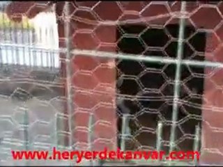 Yorumsuz Bıraktığımız YALOVA barınağı.. Söz Sizde