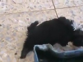 İzmir Dikili İnfaz Barınağı ! Video 2