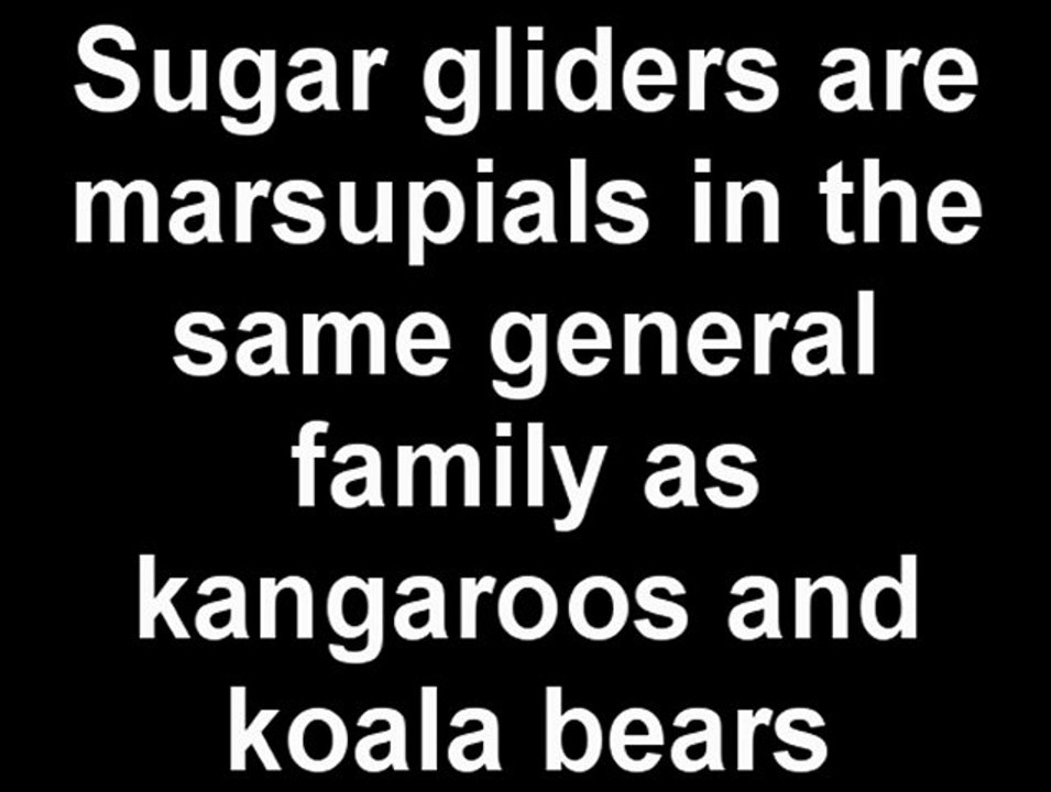 Sugar Glider Care