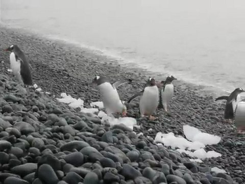 Manchots papous sur Half Moon Island (Antarctique)