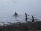 3 manchots papous sur Deception Island