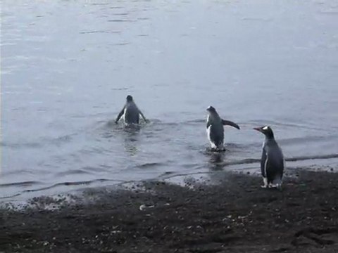3 manchots papous sur Deception Island
