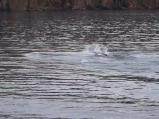Nage des otaries à Deception Island