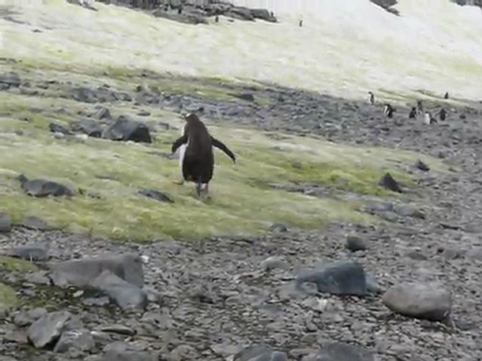 Manchot papou sur Cuverville Island