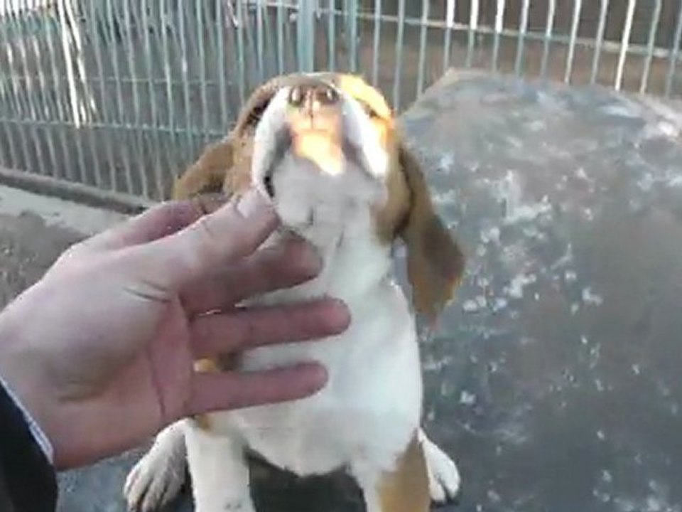 Petite femelles chiots breska x ulysse le 14 Janvier 2012