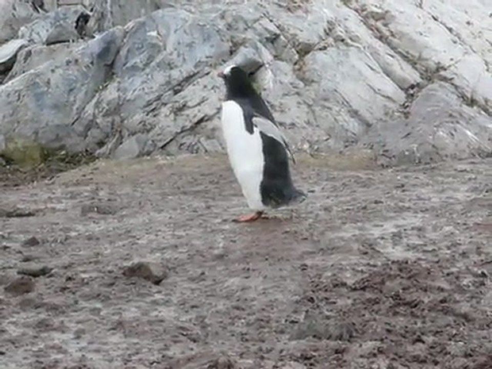 Manchot papou sur Cuverville Island