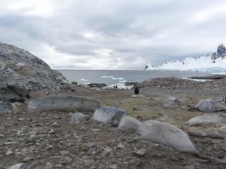 Colonie de manchots papous sur Cuverville Island