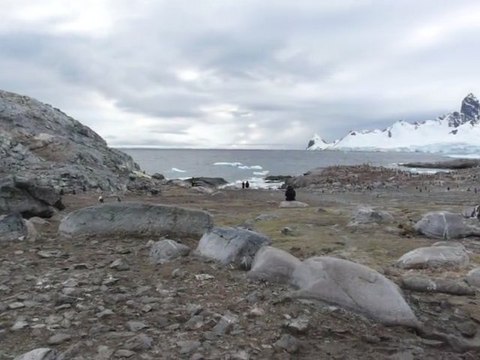 Colonie de manchots papous sur Cuverville Island