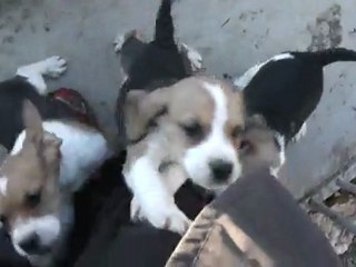 Chiots BreskaxUlysse au chenil le 14 Janvier 2012