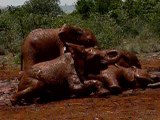 kenya-bebes-elephants-boue