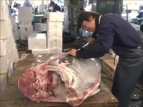 Japan Tsukiji Market　築地　魚市場　２ TV BEGIN Japanology ≪English≫〔Japanese culture〕