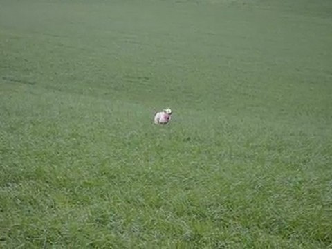 Setter anglais et braque français en plaine