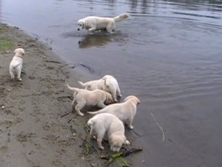 Chiots Céleste-2011-8 semaines-Ariège